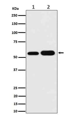 AKT1/2/3 Antibody (SR2003), Novus Biologicals 50 &mu;g; Unconjugated:Antibodies,