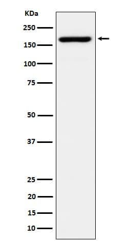EIF3A Antibody (SR1221), Novus Biologicals 100 &mu;g; Unconjugated:Antibodies,
