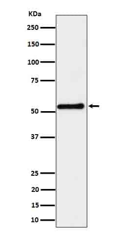 SHB Antibody (SR1974), Novus Biologicals:Antibodies:Primary Antibodies