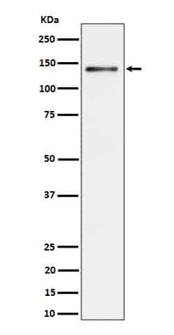 Ceruloplasmin Antibody (SR1152), Novus Biologicals 50 &mu;g; Unconjugated:Antibodies,