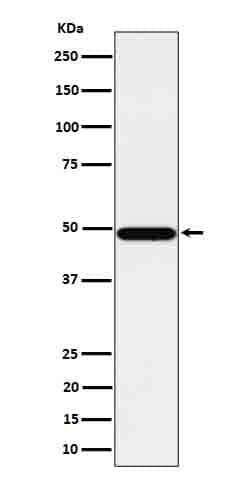 Tbp7 Antibody (SR1808), Novus Biologicals:Antibodies:Primary Antibodies