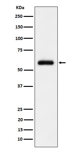 TFIIE-alpha Antibody (SR2046), Novus Biologicals 50 &mu;g; Unconjugated:Antibodies,