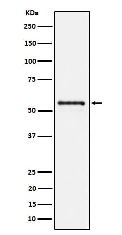 PTBP2 Antibody (SR1976), Novus Biologicals 100 &mu;g; Unconjugated:Antibodies,