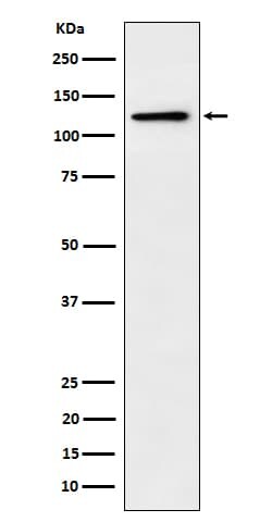 Palladin Antibody (SR1122), Novus Biologicals:Antibodies:Primary Antibodies