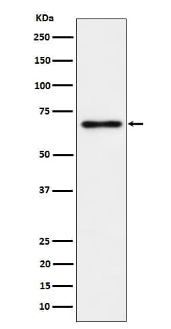 TR4/NR2C2 Antibody (SR2096), Novus Biologicals 50 &mu;g; Unconjugated:Antibodies,