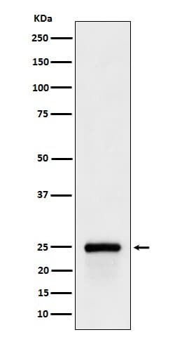 GSTA4 Antibody (SR1360), Novus Biologicals 50 &mu;g; Unconjugated:Antibodies,