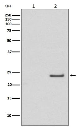 Rac1/CDC42, p Ser71 Antibody (SR1379), Novus Biologicals 50 &mu;g; Unconjugated:Antibodies,