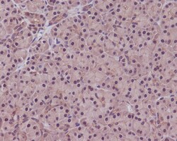 PP1 alpha/beta catalytic subunit Antibody (SR1625), Novus Biologicals:Antibodies:Primary