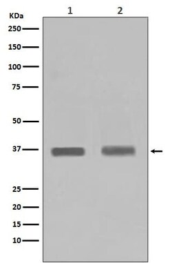 PP1 alpha/beta catalytic subunit Antibody (SR1625), Novus Biologicals:Antibodies:Primary