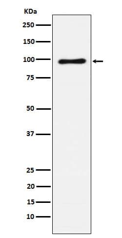 Vav (pan) Antibody (SR2313), Novus Biologicals:Antibodies:Primary Antibodies