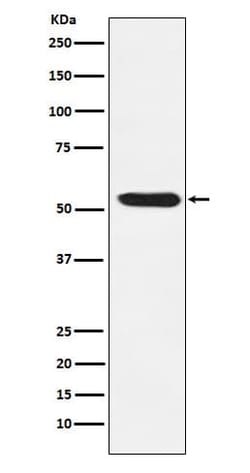 TEAD (pan) Antibody (SR1966), Novus Biologicals 100 &mu;g | Buy Online | Novus Biologicals | Fisher Scientific