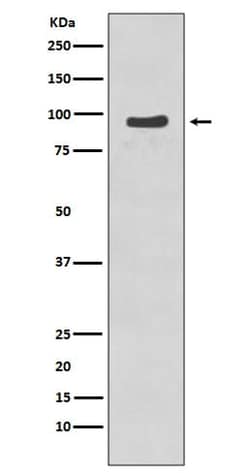 Nbs1, p Ser343 Antibody (SR2302), Novus Biologicals:Antibodies:Primary