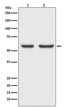 xCT Antibody (SR2001), Novus Biologicals 100 &mu;g | Buy Online | Novus Biologicals | Fisher Scientific