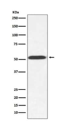 alpha Tubulin Antibody (SR1897), Novus Biologicals 50 &mu;g; Unconjugated:Antibodies,