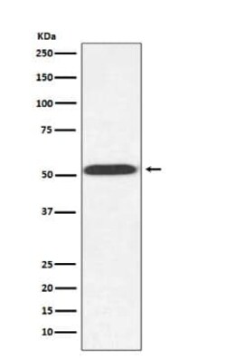 alpha Tubulin Antibody (SR1897), Novus Biologicals 50 &mu;g; Unconjugated:Antibodies,