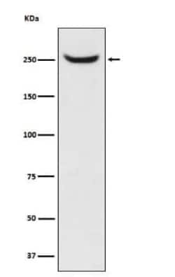 NuMA Antibody (SR1359), Novus Biologicals 100 &mu;g; Unconjugated:Antibodies,