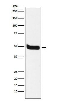 NK1R Antibody (SR1839), Novus Biologicals 100 &mu;g; Unconjugated:Antibodies,