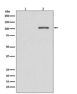 IRE1 alpha, p Ser724 Antibody (SR1062), Novus Biologicals 100 &mu;g; Unconjugated:Antibodies,