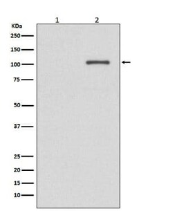 IRE1 alpha, p Ser724 Antibody (SR1062), Novus Biologicals 100 &mu;g; Unconjugated:Antibodies,