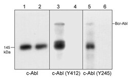 c-Abl Antibody (M209), Novus Biologicals 0.1 mL; Unconjugated:Antibodies,