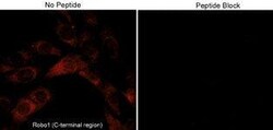 ROBO1 Antibody, Novus Biologicals 0.1 mL, Unconjugated:Antibodies, Polyclonal