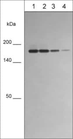 Integrin alpha L/CD11a Antibody (M594), Novus Biologicals 0.1 mL, Unconjugated:Antibodies,