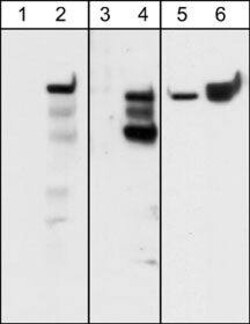 Integrin beta 4/CD104 Antibody (M126), Novus Biologicals 0.1 mL, Unconjugated:Antibodies,