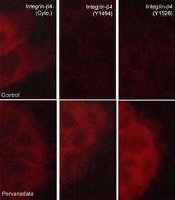 Integrin beta 4/CD104 Antibody (M126), Novus Biologicals 0.1 mL, Unconjugated:Antibodies,