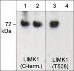 LIM Kinase 1 Antibody, Novus Biologicals 0.1 mL, Unconjugated:Antibodies,