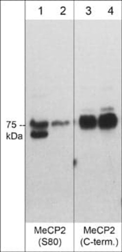MeCP2, p Ser80 Antibody, Novus Biologicals 0.1 mL, Unconjugated:Antibodies,