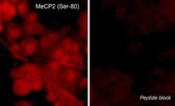 MeCP2, p Ser80 Antibody, Novus Biologicals 0.1 mL, Unconjugated:Antibodies,