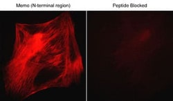 mediator of cell motility 1 Antibody, Novus Biologicals 0.1 mL, Unconjugated:Antibodies,
