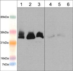 mediator of cell motility 1 Antibody, Novus Biologicals 0.1 mL, Unconjugated:Antibodies,