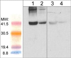 Fbx32 Antibody, Novus Biologicals 0.1 mL, Unconjugated:Antibodies, Polyclonal