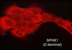 Sphingosine Kinase 1/SPHK1 Antibody (M540), Novus Biologicals 0.1 mL | Buy Online | Novus Biologicals | Fisher Scientific