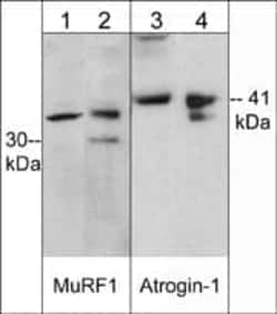 MuRF1/TRIM63 Antibody, Novus Biologicals 0.1 mL | Buy Online | Novus Biologicals | Fisher Scientific