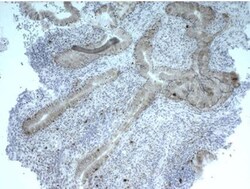 LAG-3 Antibody (L4-PL33) - BSA Free, Novus Biologicals:Antibodies:Primary