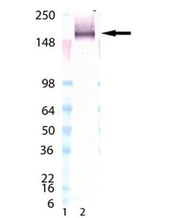 LAG-3 Antibody (L4-PL33) - BSA Free, Novus Biologicals:Antibodies:Primary