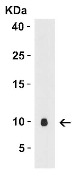 rpmB/L28 Antibody - N-Terminus - BSA Free, Novus Biologicals 0.025 mg;