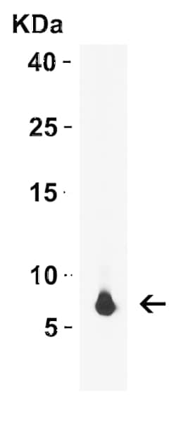 rpmH/L34 Antibody - N-Terminus - BSA Free, Novus Biologicals:Antibodies:Primary