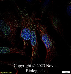 MUC2 Antibody, Novus Biologicals 0.025 mg, Unconjugated:Antibodies, Polyclonal