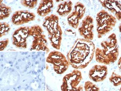 Neprilysin/CD10 Antibody (MME/8281R), Novus Biologicals 100 &mu;g, Unconjugated:Antibodies,