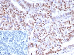 PMS2 Antibody (PMS2/8224R), Novus Biologicals 20 &mu;g | Buy Online | Novus Biologicals | Fisher Scientific