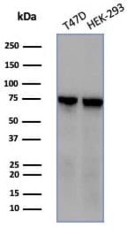 HspA1B Antibody (HSPA1B/7623), Novus Biologicals:Antibodies:Primary Antibodies