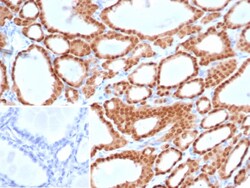 PAX8 Antibody (PAX8/6848R), Novus Biologicals 100 &mu;g | Buy Online | Novus Biologicals | Fisher Scientific