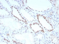 PAX8 Antibody (PAX8/8651R), Novus Biologicals 20 &mu;g, Unconjugated:Antibodies,