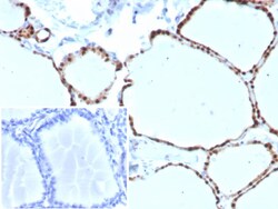 PAX8 Antibody (PAX8/8973R), Novus Biologicals:Antibodies:Primary Antibodies