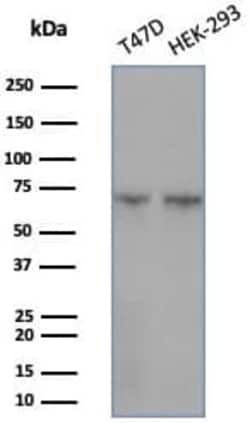 HspA1B Antibody (HSPA1B/7625), Novus Biologicals:Antibodies:Primary Antibodies
