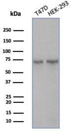 HspA1B Antibody (HSPA1B/7626), Novus Biologicals:Antibodies:Primary Antibodies