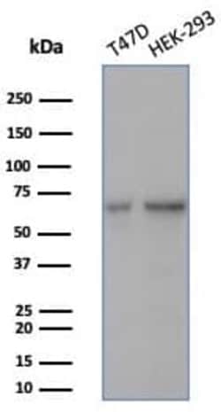 HspA1B Antibody (HSPA1B/7627), Novus Biologicals:Antibodies:Primary Antibodies